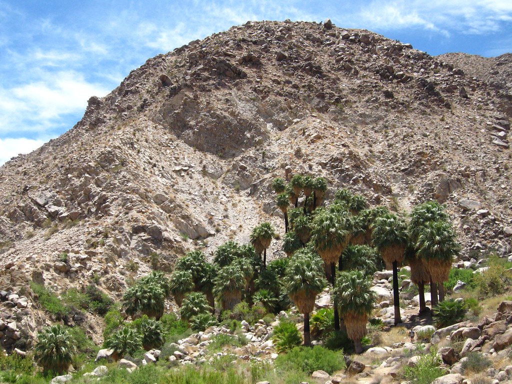Palmeras y vegetación en un parque